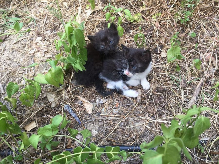 three young black and white cats on dry grass and watching at the camera at 'Eleonas'